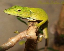 Anolis Carolinensis-Anolis Verde O falso Camaleon