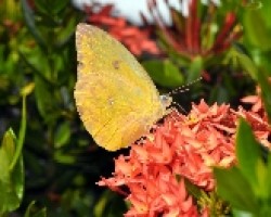 Mariposa Amarilla