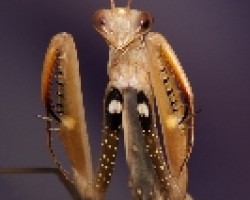 Mantis religiosa-defensa
