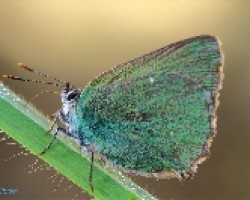 Mariposa libando