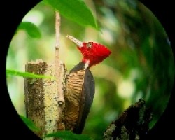 pale billed woodpecker