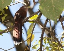 Piaya Cayana - Squirrel Cuckoo