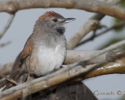 Arquitecto Guitio - Synallaxis albescens - Pale-breasted Spinetail