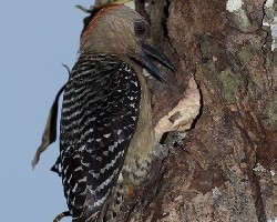 Melanerpes rubricapillus - Red-crowned Woodpecker