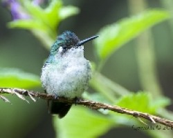 Klais guimeti - Violet-headed Hummingbird (juvenil)