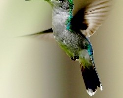 Serie colibries : I