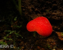 hongo rojo
