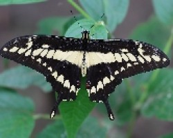  Papilio thoas nealces