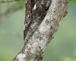 Camuflaje natural (Nyctibius griseus)