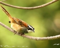 Stripe-Headed Sparrow