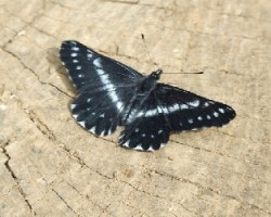 Mariposa Chirripo