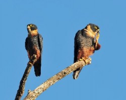 Falco rufigularis
