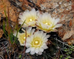 flor del cactus patagonico
