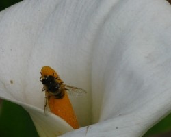 abeja alimentandose de nectar