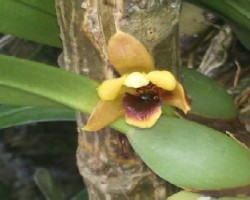 Orquidea maxilaria s.p