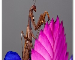 Mantis religiosa