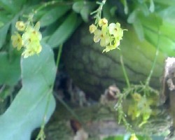 Orquideas miniaturas
