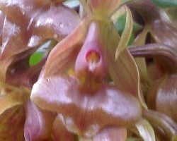 Id orquidea