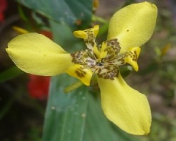Neomarica longifolia