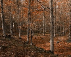 El bosque en invierno