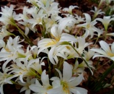 Lilium ssp