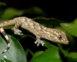 Gecko para identificar