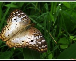Mariposa (anartia jatrophae) 