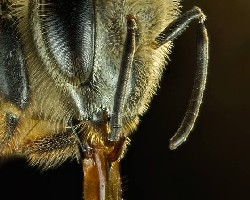Detalle de cabeza de abeja