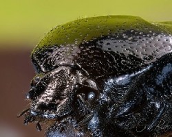 Detalle de escarabajo