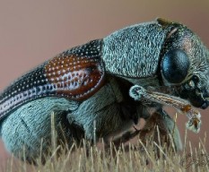 Escarabajo peludo