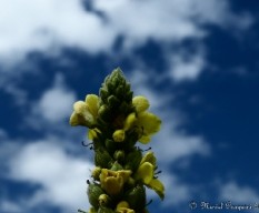  Bocconia frutescens
