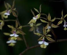 Epidendrum stamfordianum