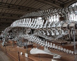 Esqueletos de ballenas y mamout
