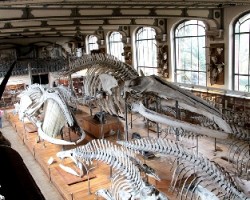 Esqueletos de ballenas y mamout