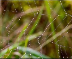 Gotas de agua en una tela de araña