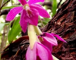 Orquídea volcánica