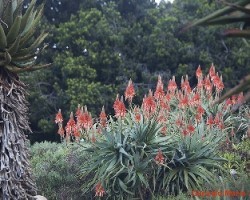 Aloe Arborescens 