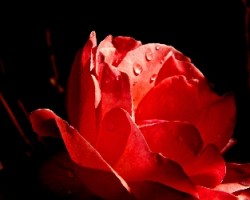 La luz y la rosa