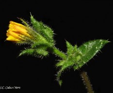 Bristly oxtongue - helminthotheca echioides