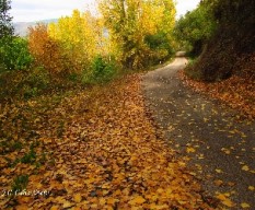 Caminos de otoño