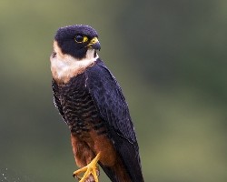 Falco rufigularis