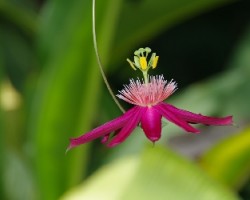 Passiflora gritensis 