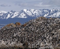 Isla de los cormoranes