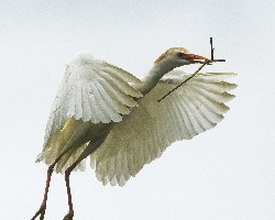 Bubulcus ibis