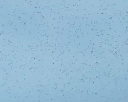 Migración de Rapaces