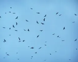 Migracion