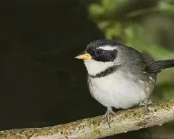 CERQUERO DE COLLAR (Arremon flavirostris)