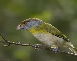 JUAN CHIVIRO- Cyclarhis gujanensis 