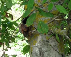 Curiosa ardilla