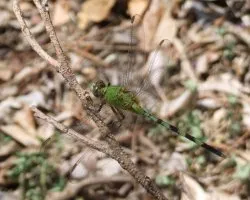 Libelula Nicoyana
